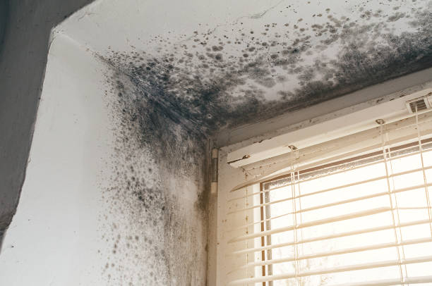 Affordable Mold Inspection And Testing solutions in Hershey, PA